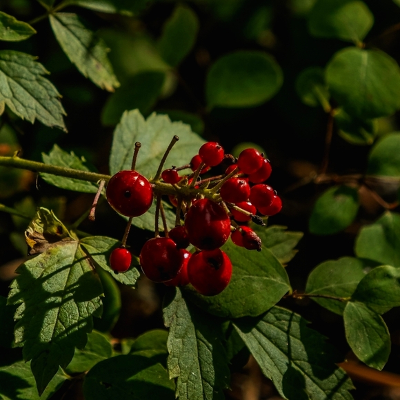 Meet your Posher, Azzedine erika - Picture 1 of 1
